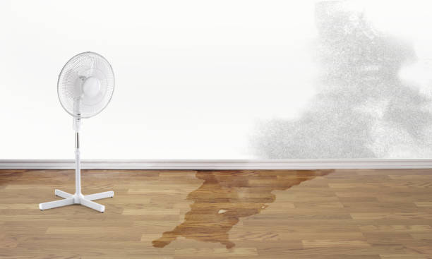 Best Flood damage cleanup  in Lincoln Park, NY